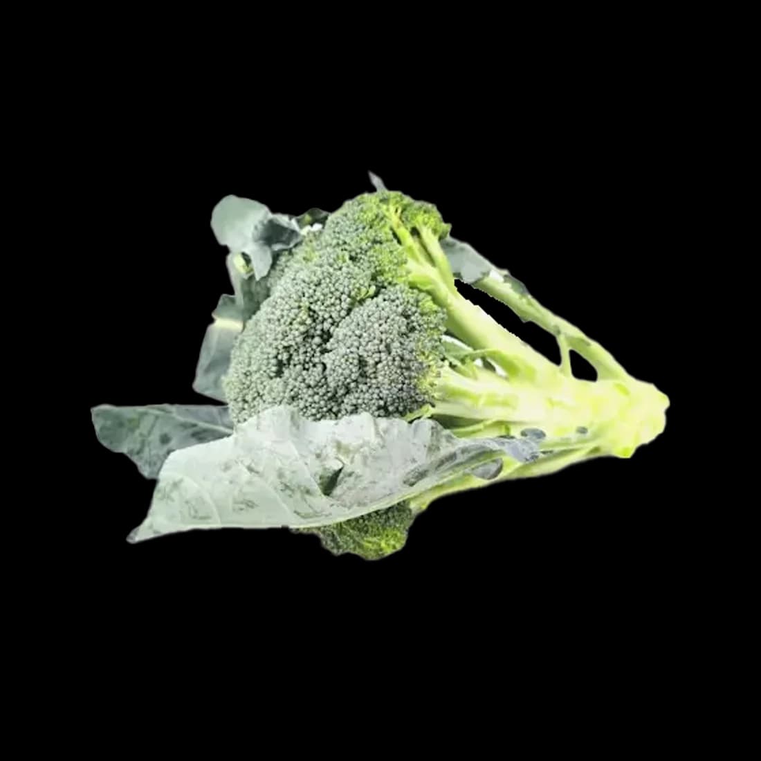 Broccoli (x2)